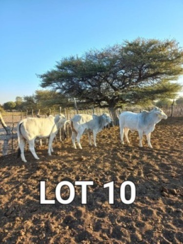 3 x Grey Brahman Heifers Japhta Kuhanga (Pay per Animal)