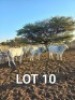 3 x Grey Brahman Heifers Japhta Kuhanga (Pay per Animal)