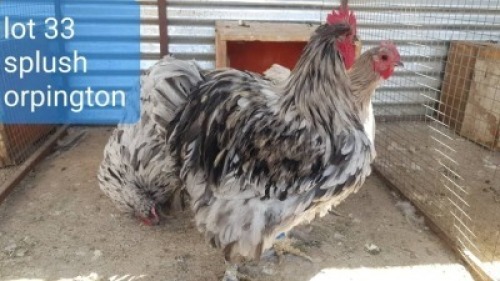 3 x Splush Orpingtons Rooster + Hen Abrar Mirza (Pay per Animal)