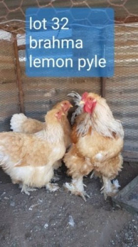 3 x Lemon Pyle Brahma Rooster + Hen Abrar Mirza (Pay per Animal)