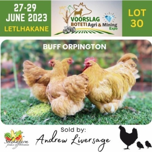 3 x Buff Orpington Rooster + Hen Andrew Liversage (Pay per Animal)
