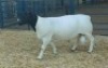 1X DORPER RAM NOOITGEDACHT DORPERSTOET - 2