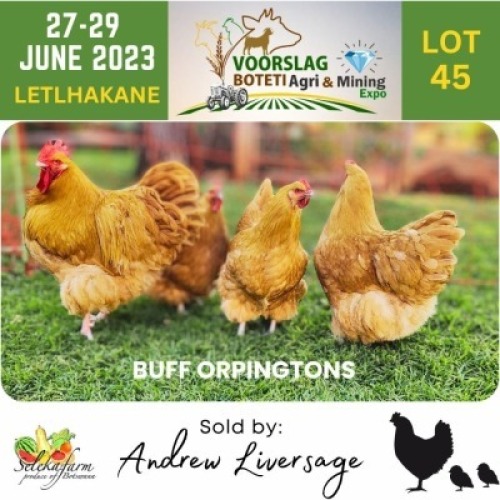4 x Buff Orpington Rooster + Hen Andrew Liversage (Pay per Animal)