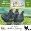 3 x Black Pekin Bantam Rooster + Hen Andrew Liversage (Pay per Animal)