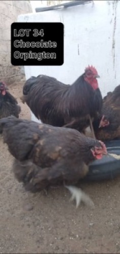 3 x Chocolate Orpington Rooster + Hen David Shaik (Pay per Animal)
