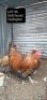 2 x Gold Laced Orpington Rooster + Hen David Shaik (Pay per Animal)