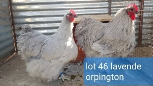 2 x Lavender Orpington Rooster + Hen Abrar Mirza (Pay per Animal)