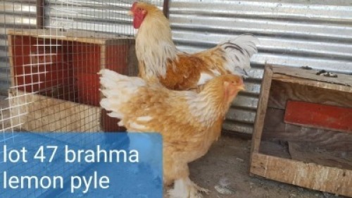 2 x Lemon Pyle Brahma Rooster + Hen Abrar Mirza (Pay per Animal)
