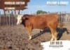 1 x Simmental Bull William Uaundja 1748 0178