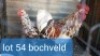 2 x Bochveld Rooster + Hen Abrar Mirza (Pay per Animal)