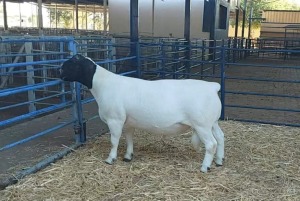 1X DORPER RAM NOOITGEDACHT DORPERSTOET - STOET/STUD