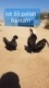 2 x Polish Bantam Rooster + Hen Abrar Mirza (Pay per Animal)