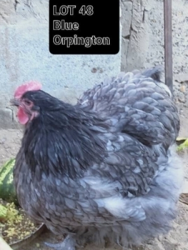 1 x Blue Orpington Hen David Shaik