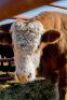 1 x Simmental Bull William Uaundja 1748 0178 - 2