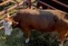 1 x Simmental Bull William Uaundja 1748 0178 - 3