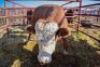 1 x Simmental Bull William Uaundja 1748 0178 - 4