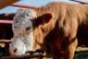 1 x Simmental Bull William Uaundja 1748 0178 - 5