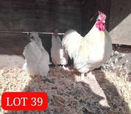 2 x Perkin Bantam Rooster + Hen Mathata M. Baikananyi (Pay per Animal)