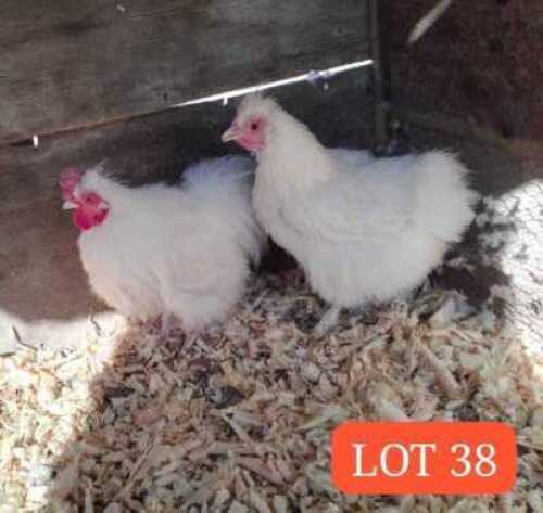3 x Silkie Bantam Rooster + Hen Mathata M. Baikananyi (Pay per Animal)