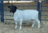1X WIT DORPER RAM NOOITGEDACHT DORPERSTOET