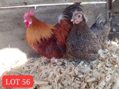2 x Old English Bantam Rooster + Hen Mathata M. Baikananyi (Pay per Animal)