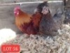 2 x Old English Bantam Rooster + Hen Mathata M. Baikananyi (Pay per Animal)