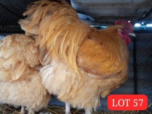 2 x Buff Orpington Rooster + Hen Mathata M. Baikananyi (Pay per Animal)