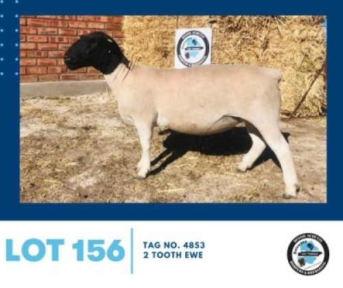 LOT 156 1 x Black Head Doper Ewe Hennie Schutte