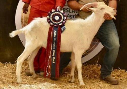 LOT 22 1 x Dairy Goat Buck Hennie Schutte