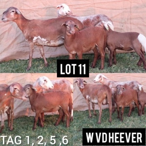 LOT 11 2+2 x Meatmaster Ewe + Lamb Wimpie van den Heever (Pay per Animal)