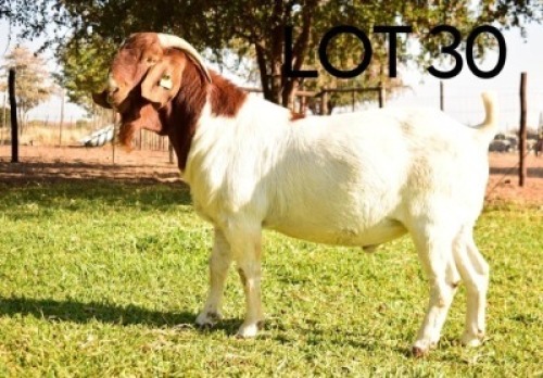 LOT 30 1 x Boer Goat Buck Bob Modori