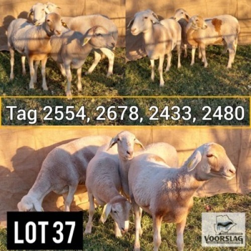 LOT 37 4 x Meatmaster Ewe Voorslag (Pay per Animal)