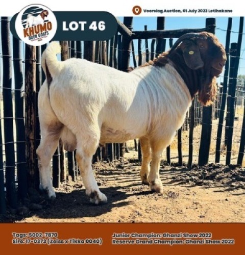 LOT 46 1 x Boer Goat Buck Khumo Boergoats