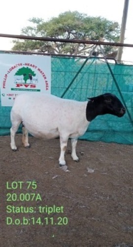 LOT 75 1 x Black Head Doper Ewe Phillip van Schalkwyk