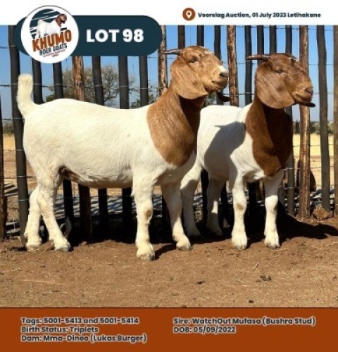 LOT 98 2 x Boer Goat Doe Khumo Boergoats (Pay per Animal)