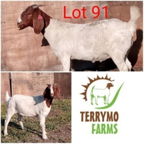 LOT 91 1 x Boer Goat Doe Terrence Mogami