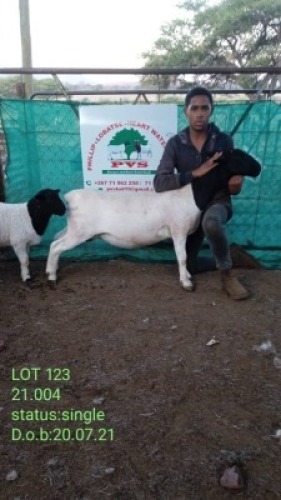 LOT 123 1+1 x Black Head Doper Ewe + Lamb Phillip van Schalkwyk