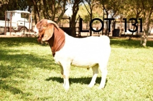 LOT 131 1 x Boer Goat Doe Bob Modori