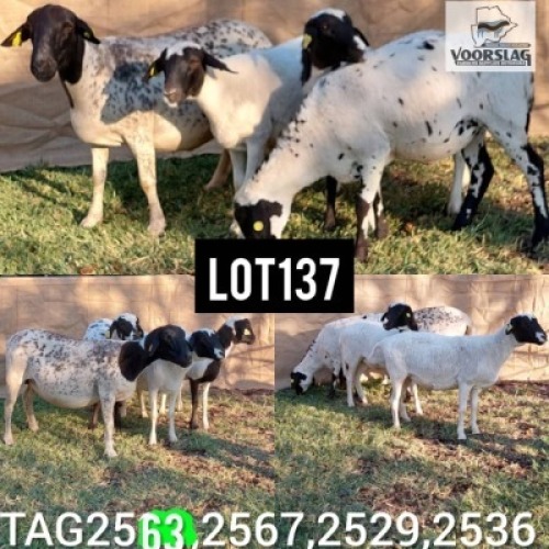 LOT 137 4 x Meatmaster Ewe Voorslag (Pay per Animal)