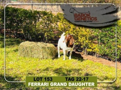 LOT 153 1 x Boer Goat Doe Babok Genetics