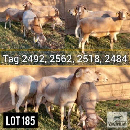 LOT 185 4 x Meatmaster Ewe Voorslag (Pay per Animal)