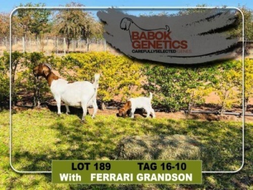 LOT 189 1+1 x Boer Goat Doe + Kid Babok Genetics