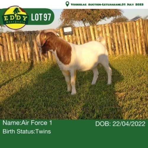 LOT 97 1 x Boer Goat Doe Eddy Boergoats