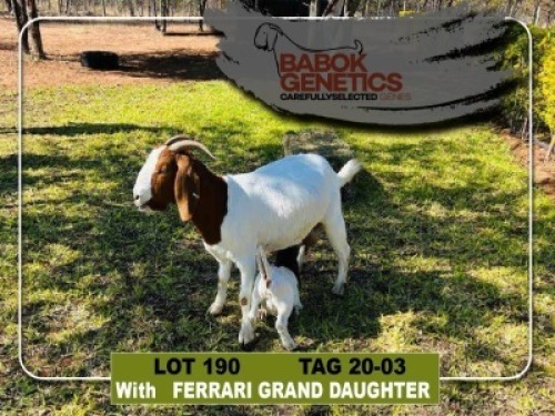 LOT 190 1+1 x Boer Goat Doe + Kid Babok Genetics