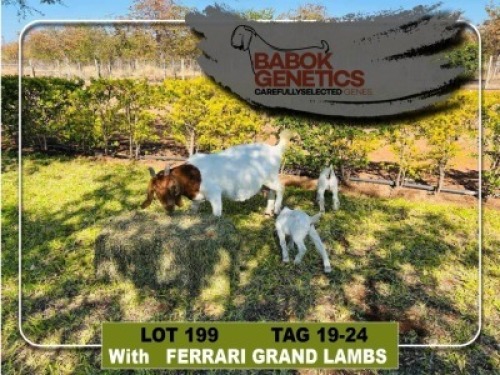 LOT 199 1+2 x Boer Goat Doe + Kid Babok Genetics