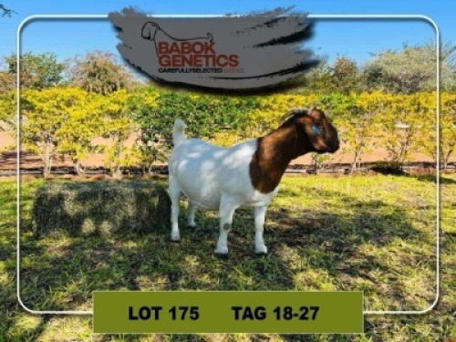 LOT 175 1 x Boer Goat Doe Babok Genetics
