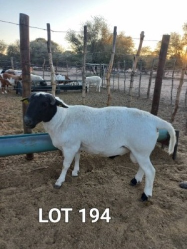 LOT 194 1 x Veldmaster Ram Japhta Kuhanga