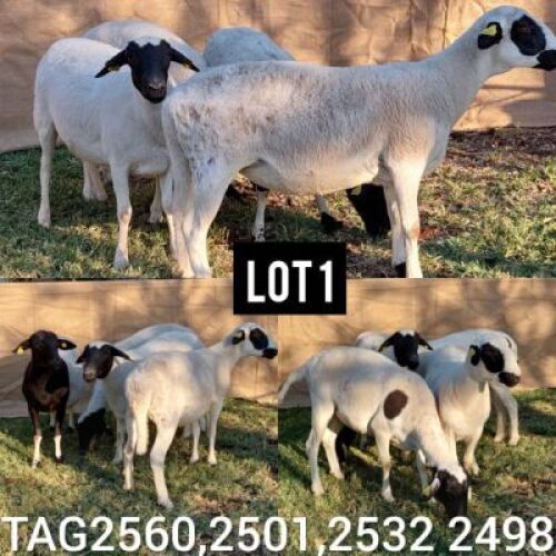 LOT 1 4 x Meatmaster Ewe Botswagri (Pay per Animal)