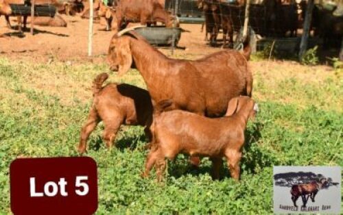 LOT 5 1+2 x Kalahari Red Doe + Kid Danie van Niekerk