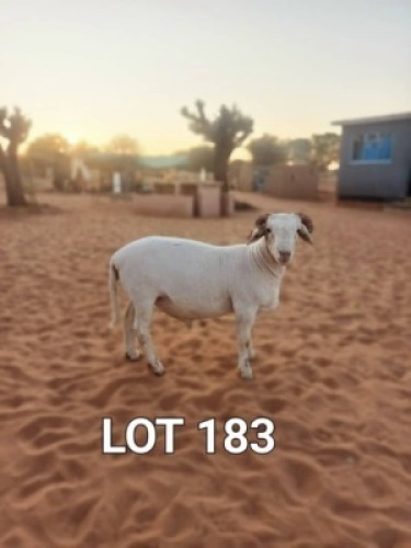 LOT 183 1 x Veldmaster Ram Japhta Kuhanga